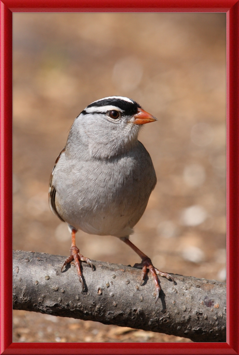 White-crowned Sparrow (Zonotrichia leucophrys) - Great Pictures Framed
