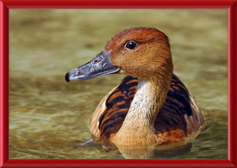 The Wilhelma Whistling Duck - Great Pictures Framed