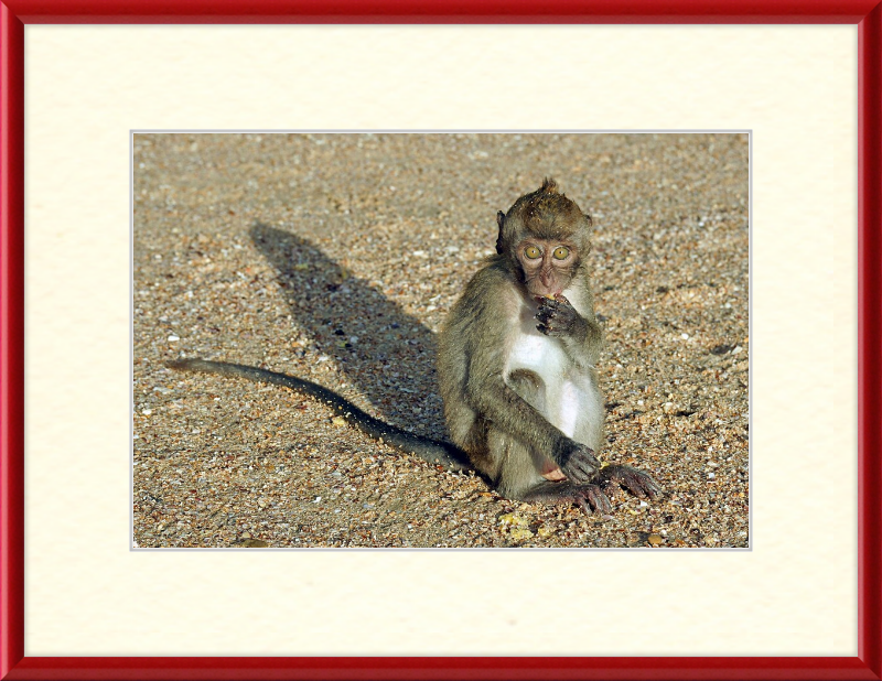 Macaca Fascicularis - Great Pictures Framed