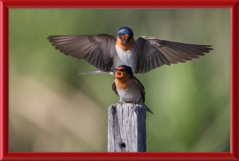 Hirundo neoxena - Gould's Lagoon - Great Pictures Framed