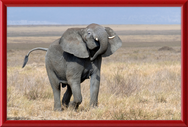 Loxodonta Africana on the Serengeti - Great Pictures Framed