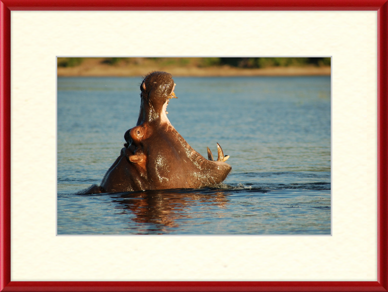 A Hippopotamus at Chobe River Front, Botswana - Great Pictures Framed