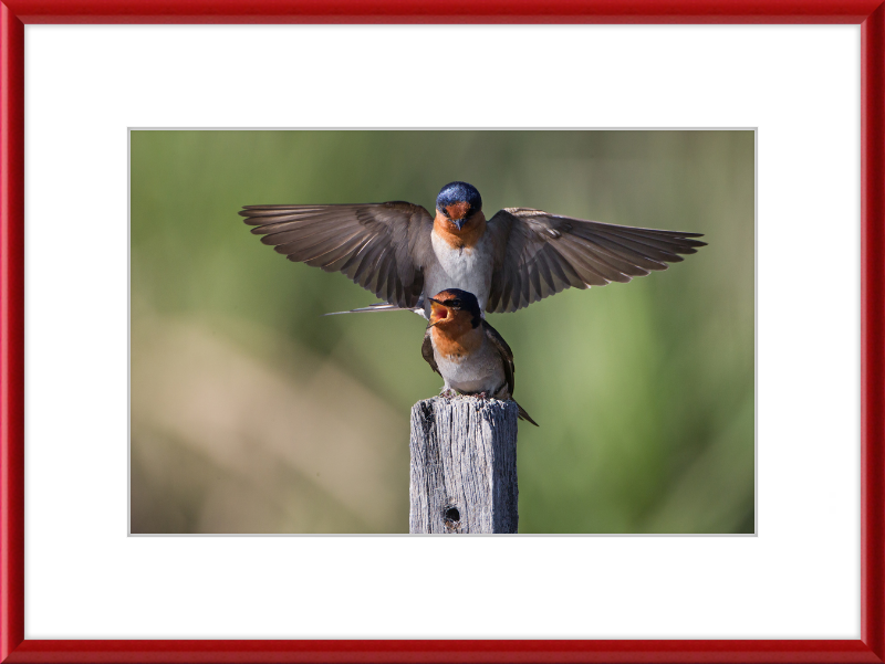 Hirundo neoxena - Gould's Lagoon - Great Pictures Framed