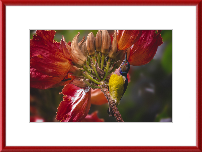 Flowerish Sunbird - Great Pictures Framed