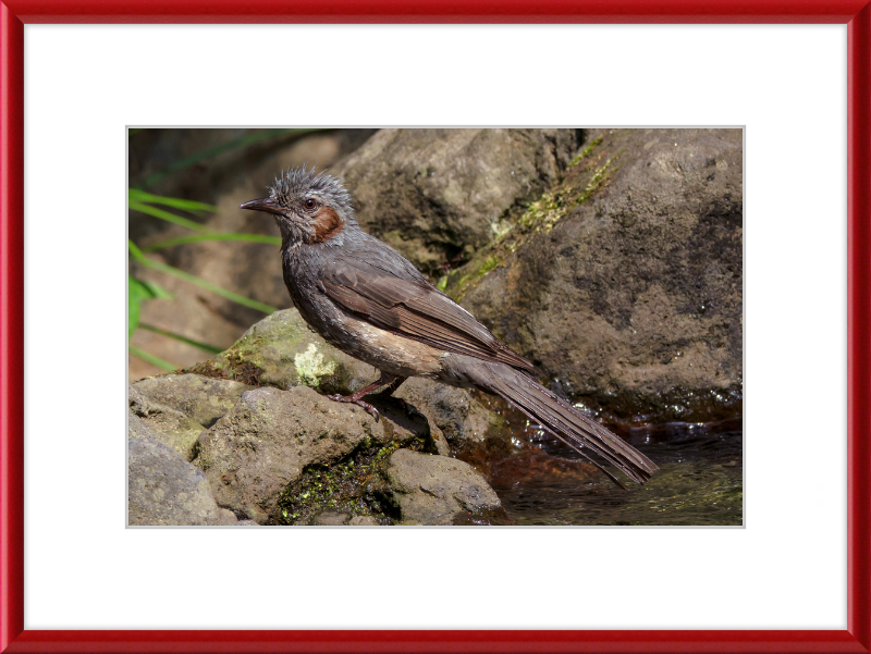 The Brown-Eared Bulbul After Playing with Water - Great Pictures Framed