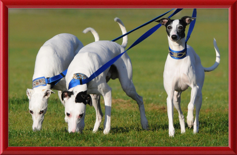 Fireworks Whippets - Great Pictures Framed