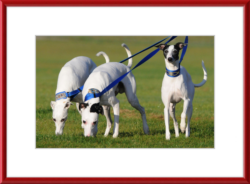 Fireworks Whippets - Great Pictures Framed