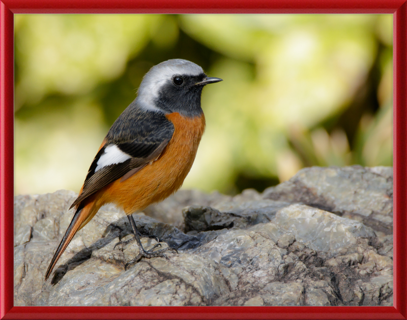 Daurian Redstart - Great Pictures Framed