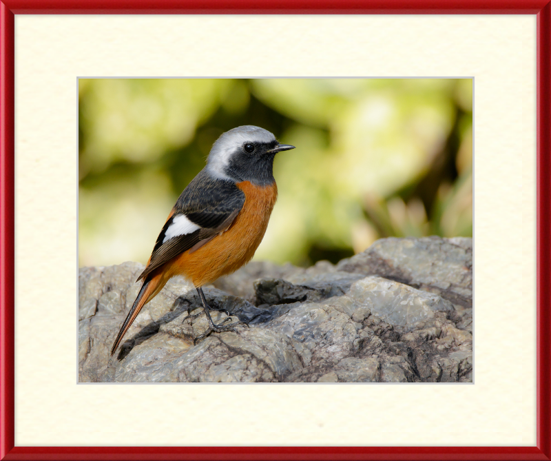 Daurian Redstart - Great Pictures Framed