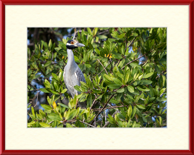 Yellow Crowned Night Heron in la Manzanilla Mexico - Great Pictures Framed