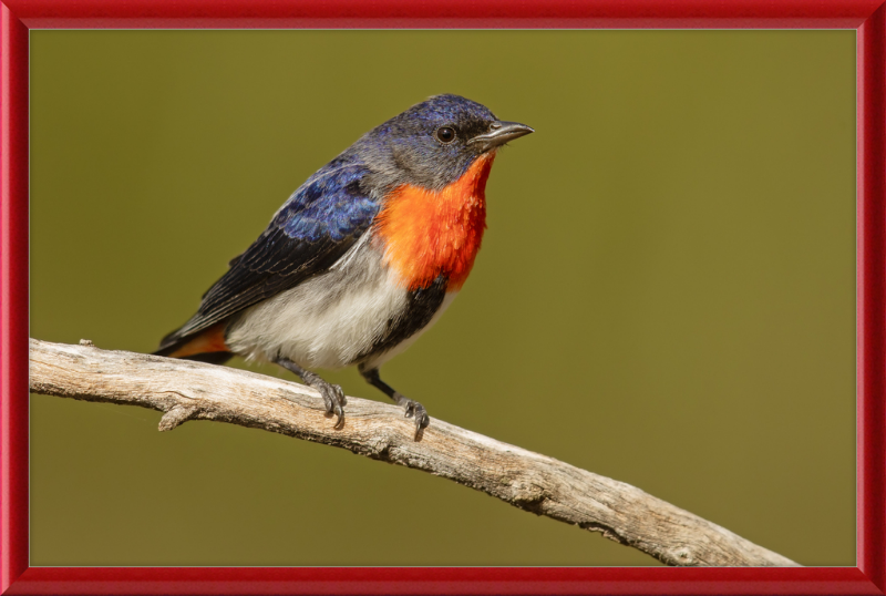 Mistletoebird - Round Hill Nature Reserve - Great Pictures Framed