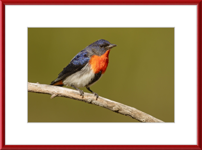 Mistletoebird - Round Hill Nature Reserve - Great Pictures Framed