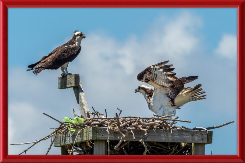 Ospreys in Sandy Hook - Great Pictures Framed