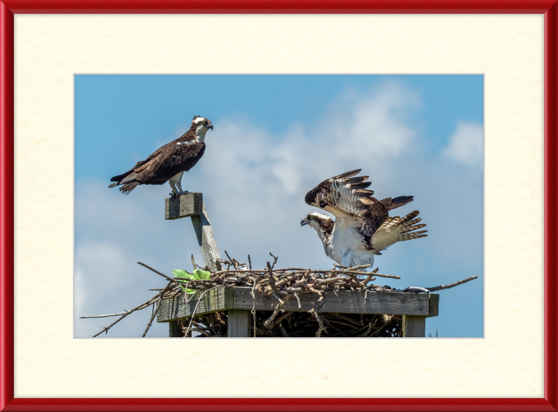 Ospreys in Sandy Hook - Great Pictures Framed