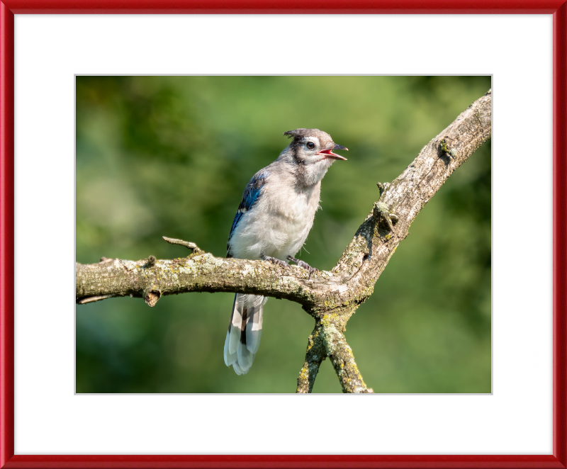Jay Fledgling in Nature - Great Pictures Framed