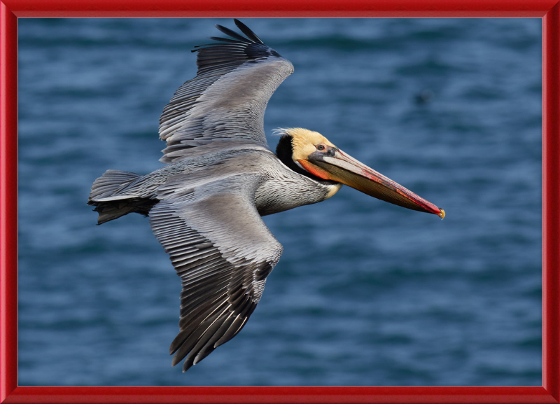 Brown Pelican in Bodega Bay - Great Pictures Framed