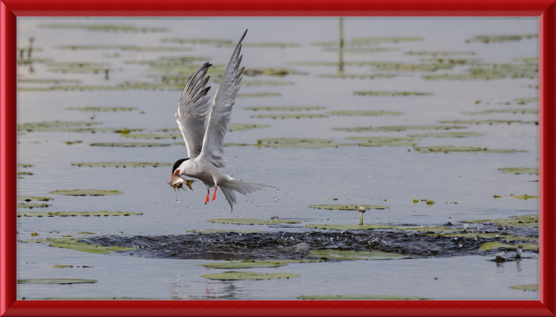 A Common Tern Fishing in the Federseeried Bird Sanctuary - Great Pictures Framed