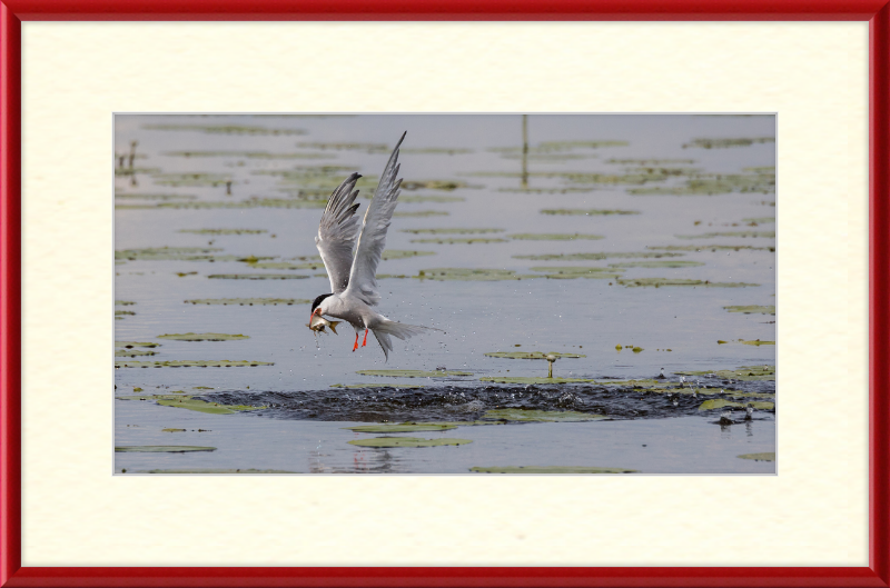 A Common Tern Fishing in the Federseeried Bird Sanctuary - Great Pictures Framed