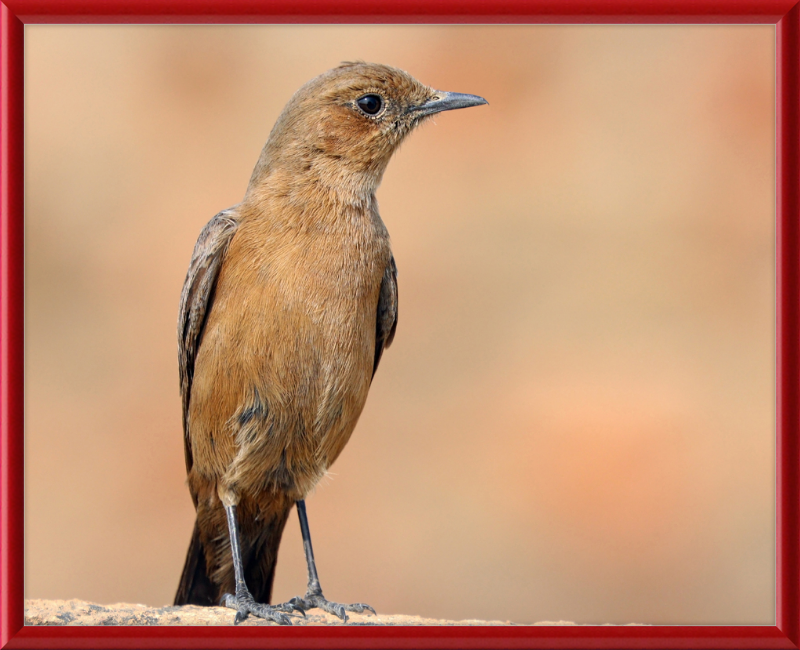 The Brown Rock Chat (Oenanthe fusca) - Great Pictures Framed