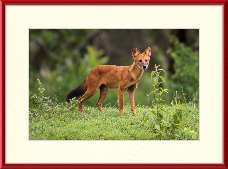 Asiatic Wild Dog - Great Pictures Framed