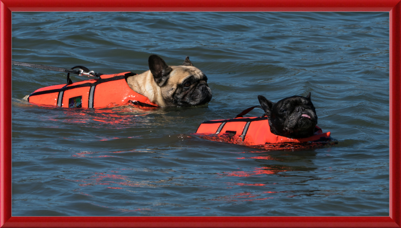 Two French Bulldogs Swimming in Life Jackets - Great Pictures Framed