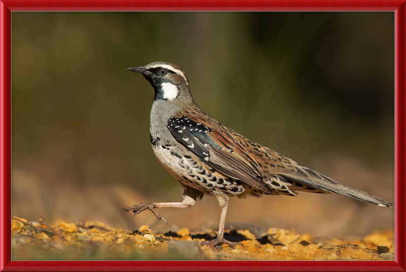 Spotted Quail-thrush Male - Blackheath - Great Pictures Framed