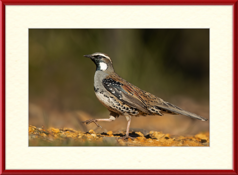 Spotted Quail-thrush Male - Blackheath - Great Pictures Framed