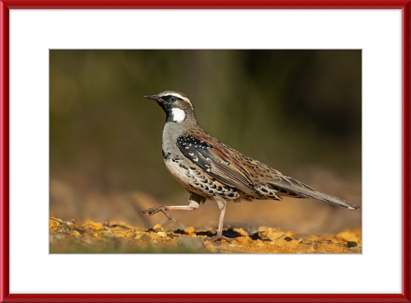 Spotted Quail-thrush Male - Blackheath - Great Pictures Framed