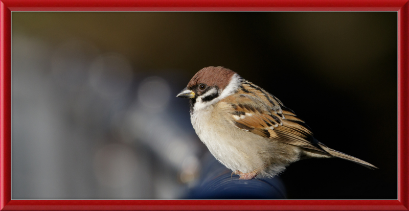 Eurasian Tree Sparrow at Tennajji Park in Osaka - Great Pictures Framed