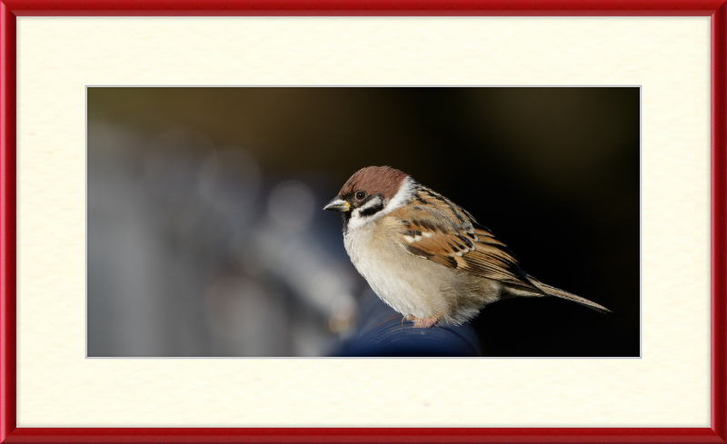 Eurasian Tree Sparrow at Tennajji Park in Osaka - Great Pictures Framed