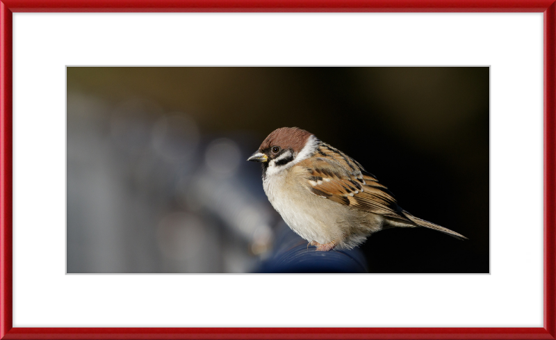 Eurasian Tree Sparrow at Tennajji Park in Osaka - Great Pictures Framed