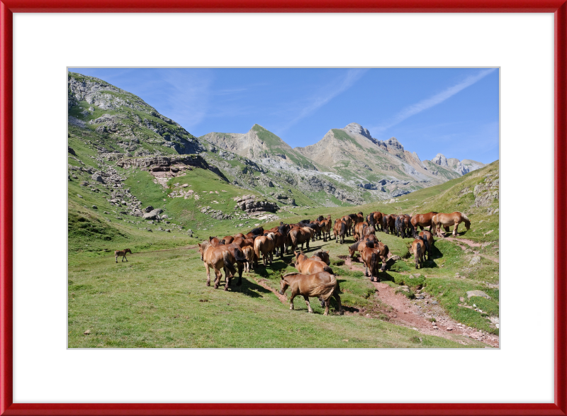 Free-Roaming Horses in the Pyrenees - Great Pictures Framed