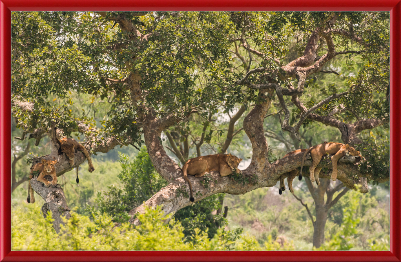 Tree-climbing Lions - Great Pictures Framed
