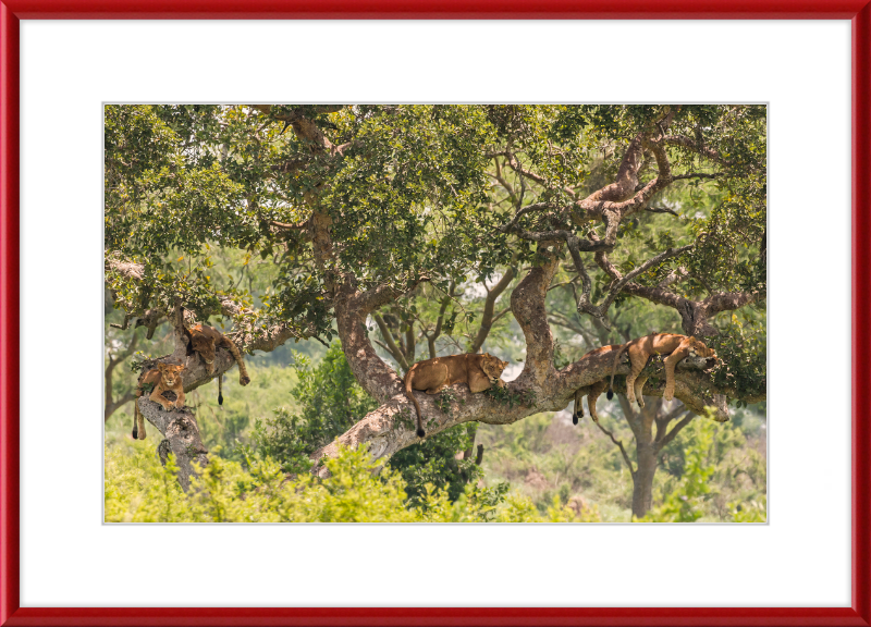 Tree-climbing Lions - Great Pictures Framed