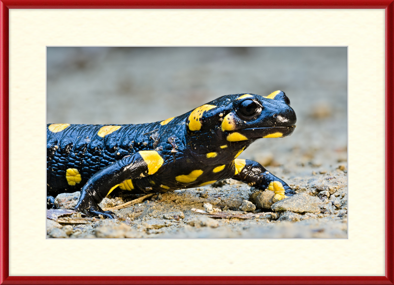 Fire salamander - Great Pictures Framed