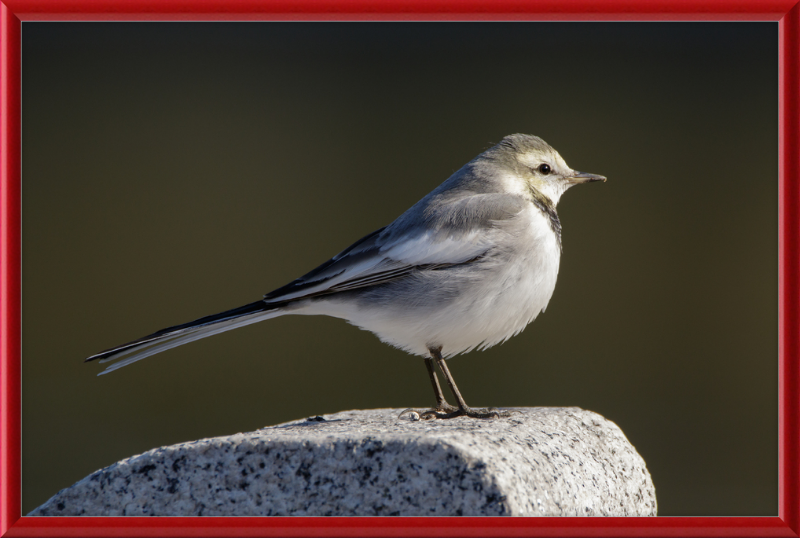 Japanese Pied Wagtail in Sakai, Osaka - Great Pictures Framed