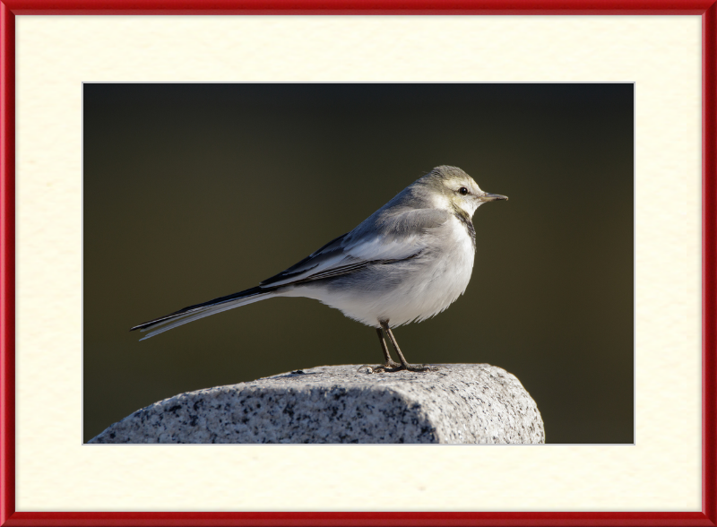 Japanese Pied Wagtail in Sakai, Osaka - Great Pictures Framed