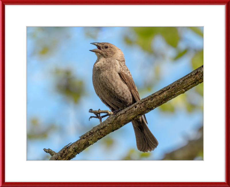 Female Brown-headed Cowbird - Great Pictures Framed
