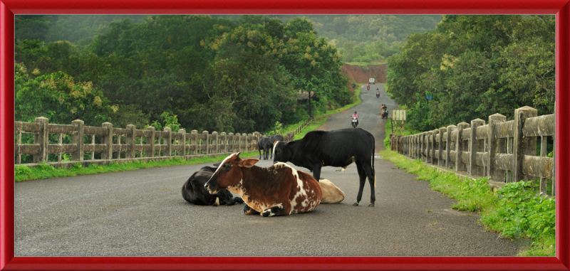 Cows on the Anjarle Bridge - Great Pictures Framed