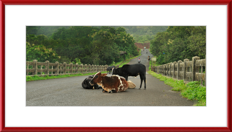 Cows on the Anjarle Bridge - Great Pictures Framed