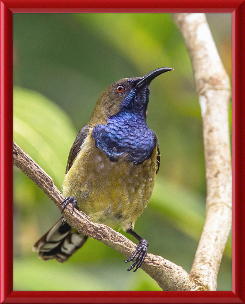 Príncipe sunbird (Anabathmis hartlaubii) male - Great Pictures Framed