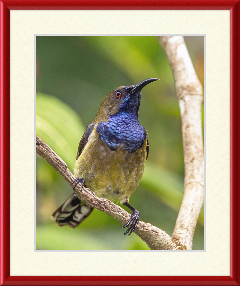 Príncipe sunbird (Anabathmis hartlaubii) male - Great Pictures Framed