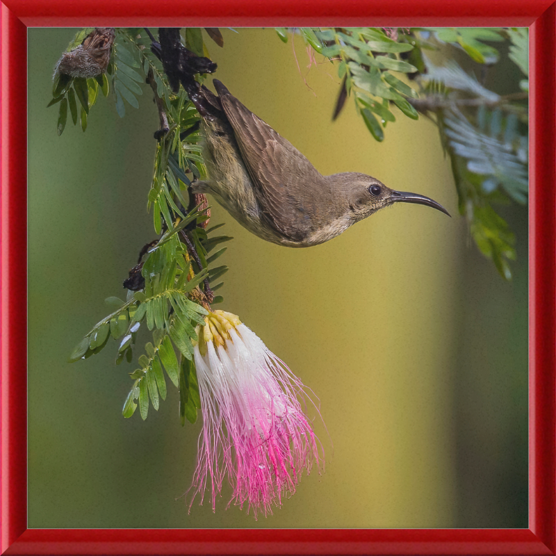 The Copper Sunbird Female on the Persian Silk Tree - Great Pictures Framed