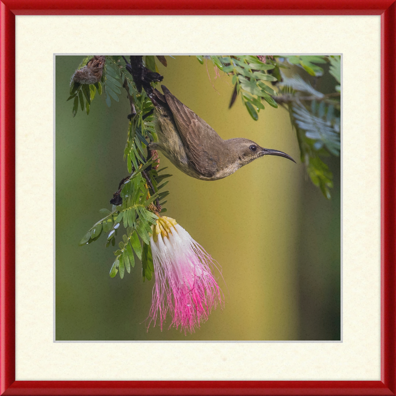 The Copper Sunbird Female on the Persian Silk Tree - Great Pictures Framed
