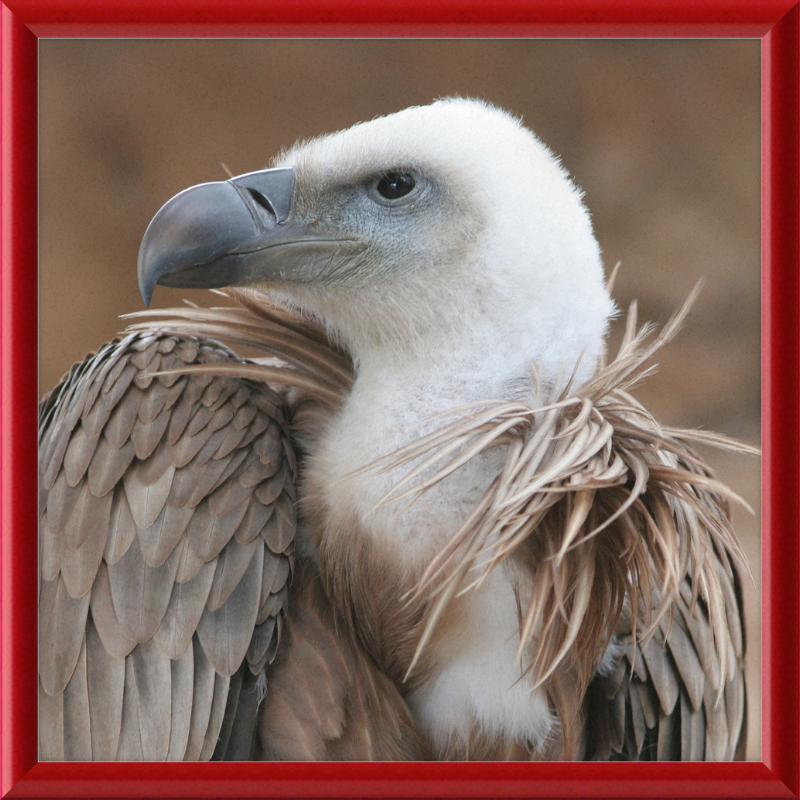 Vulture Beak - Great Pictures Framed