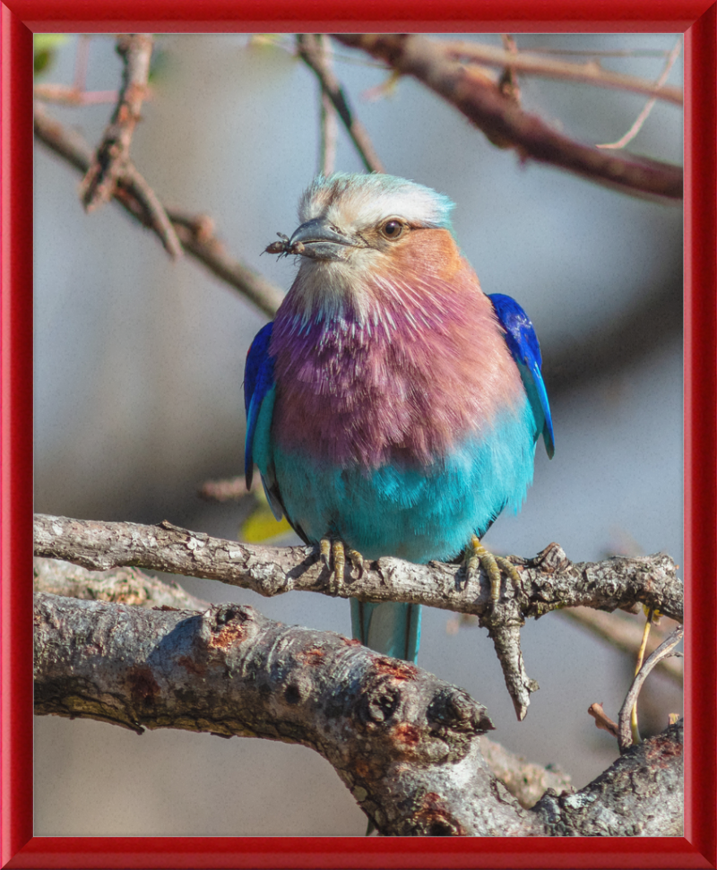 A Lilac-Breasted Roller - Great Pictures Framed