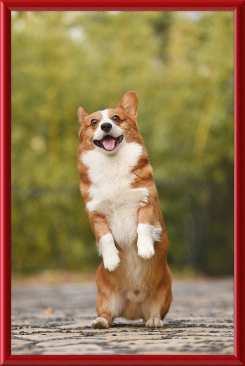 Welsh Corgi Puppy - Great Pictures Framed