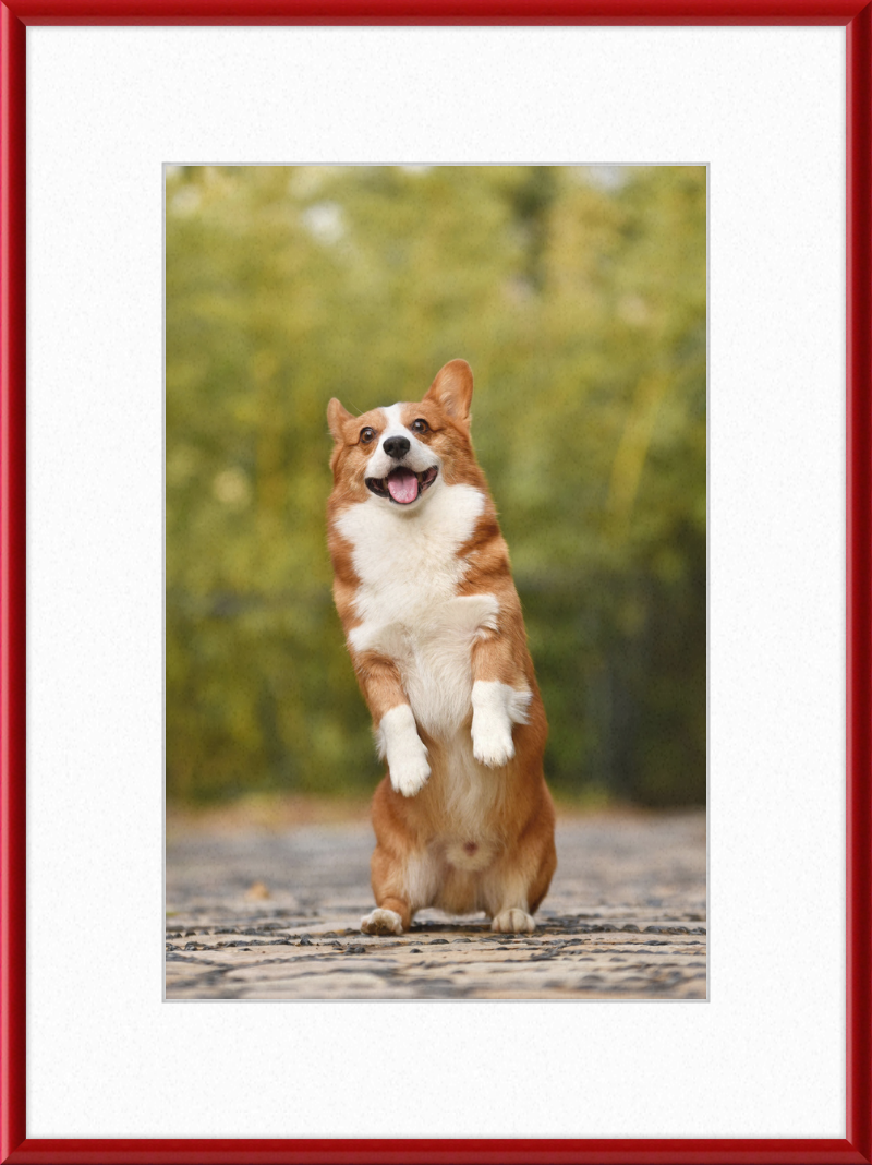 Welsh Corgi Puppy - Great Pictures Framed