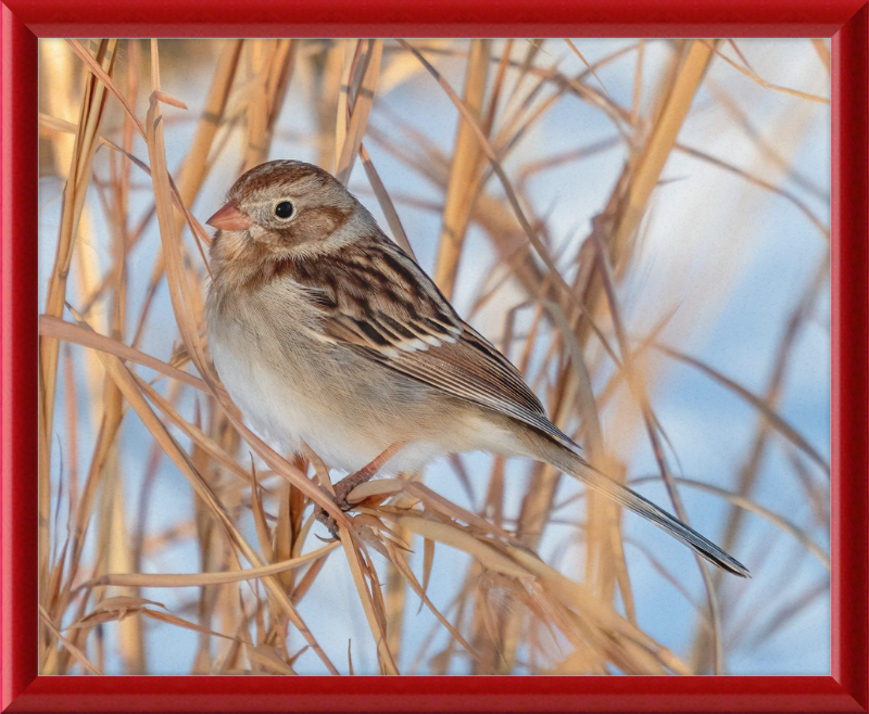 Field Sparrow - Great Pictures Framed