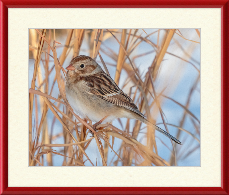 Field Sparrow - Great Pictures Framed